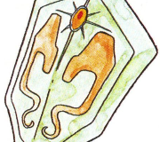 A-aegisshield